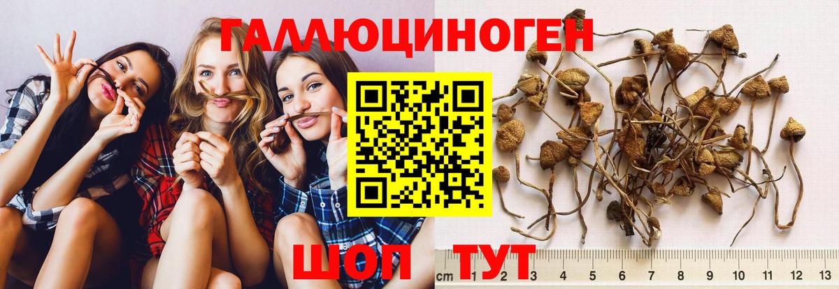 Псилоцибиновые грибы MAGIC MUSHROOMS Кингисепп